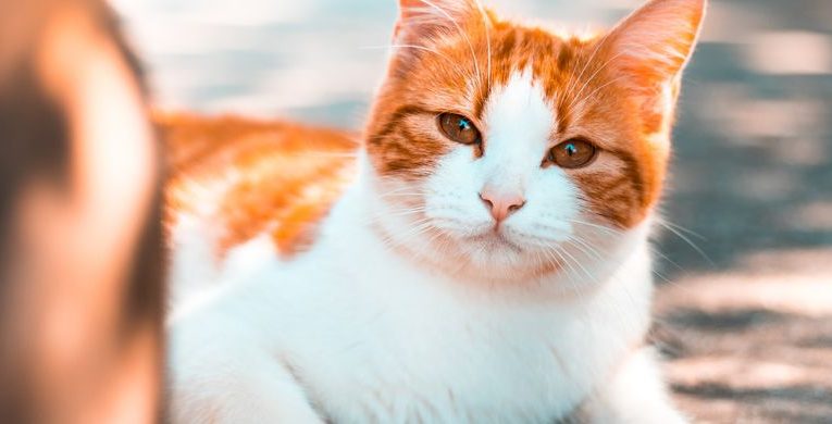 Penjelasan Penyebab Kucing Muntah Anda